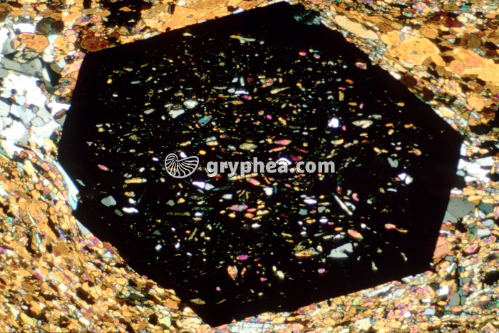 Grenat LPA x10 - gryphea.com